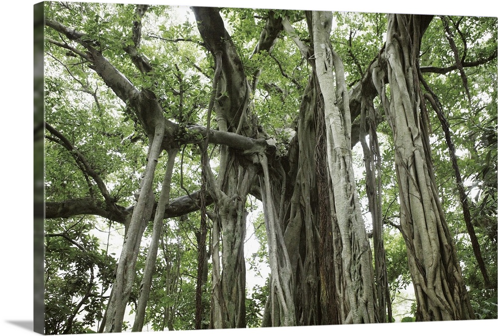 Banyan Tree