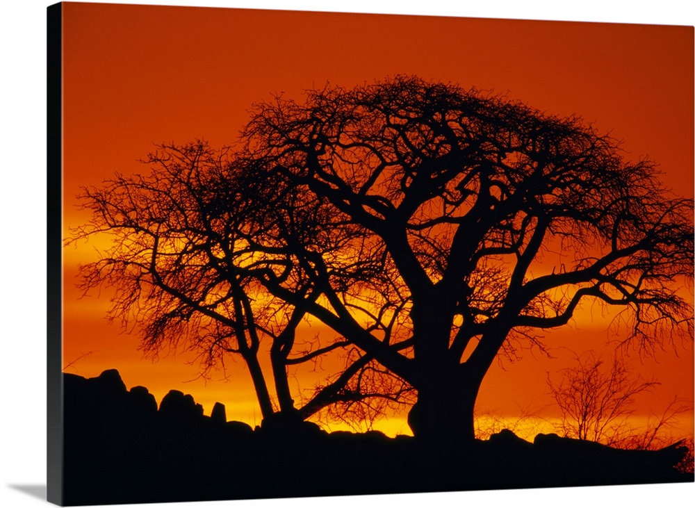 The setting sun silhouettes two baobab trees on Kubu Island in the Makgadikgadi Pan of the Kalahari Desert.