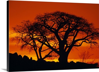 Baobab Trees At Sunset
