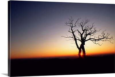 Bare oak tree at dawn