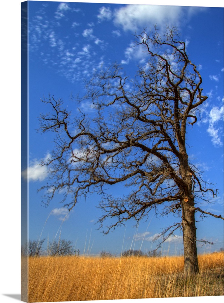 Bare tree in sitting in wheat field in winter,  against blue sky with sparse fluffy clouds.