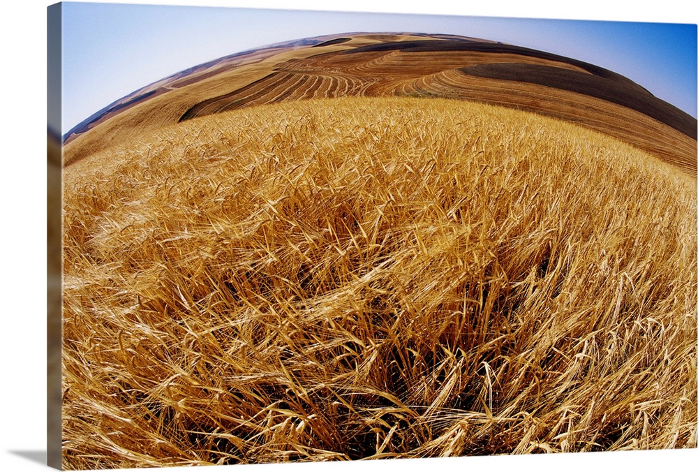 Barley At Harvest Time Near Dusty, Eastern Washington