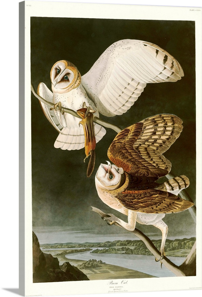 An illustration engraved by Robert Havell, Jr. and published in Birds of America by John James Audubon. 1833.