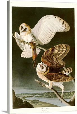 Barn Owl