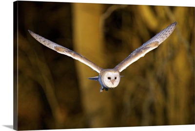 Barn owl flying out of woodland looking for food in autumn evening light.