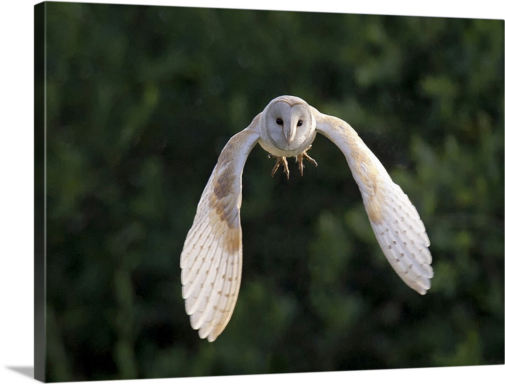 Barn Owl (Tyto Alba) flying in East Yorkshire.