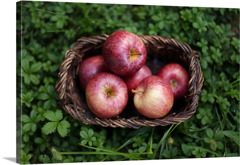 Basket full of red apples in grass.