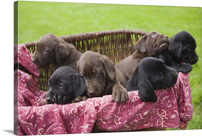 Basket of labrador retriever puppies