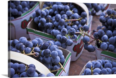 Baskets of concord grapes displayed on table.