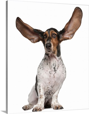 Basset Artesien Normand with its ears in the air