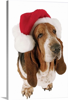 Basset Hound displaying a Santa hat