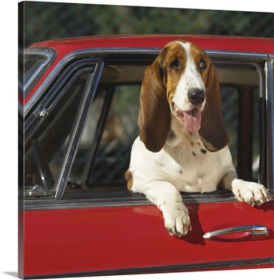 Basset hound leaning out the window of a car