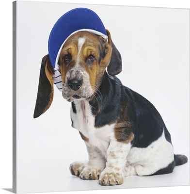 Basset Hound puppy with a blue visor