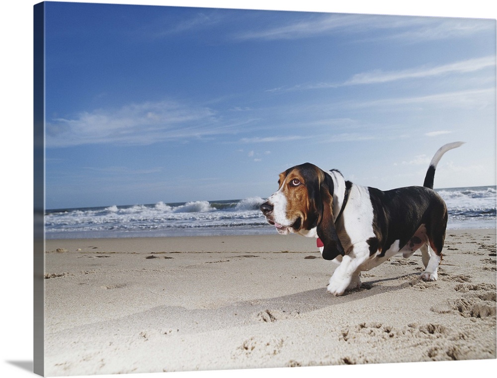 Basset hound walking on beach, ground view
