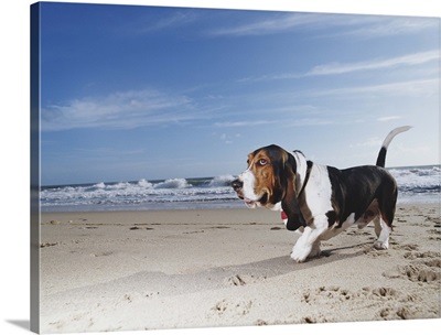 Basset hound walking on the beach
