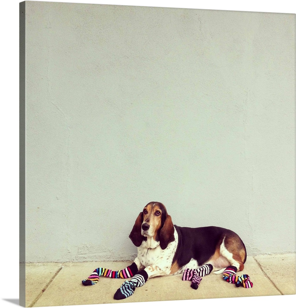 Basset hound wearing colorful striped socks.