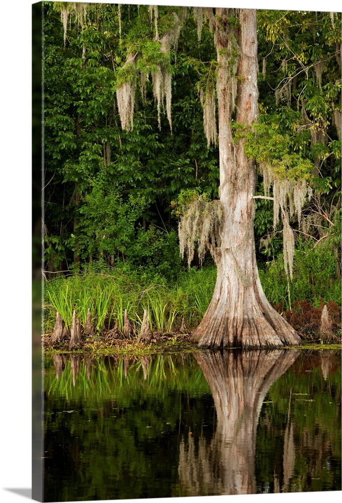 USA, Louisiana, New Orleans, Cypress reflected in bayou along Highway 61 on stormy summer afternoon