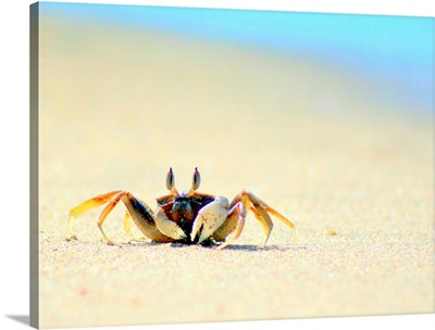 Beach crab on Koh Lanta, Thailand.