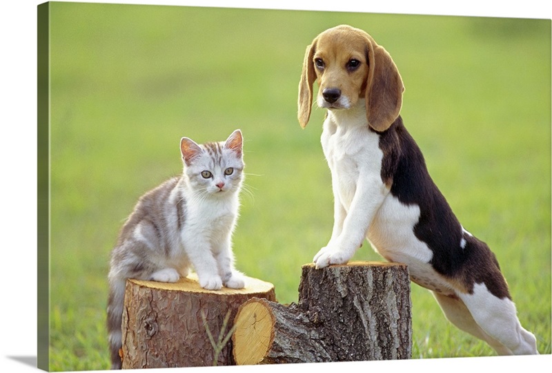 Beagle and Cat Great Big Canvas