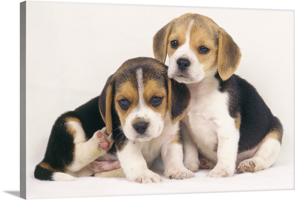 A Beagle is a medium-sized dog breed and a member of the hound group, similar in appearance to a Foxhound but smaller with...