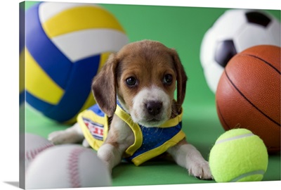 Beagle Puppy and Sports