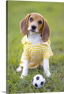 Beagle ready to play