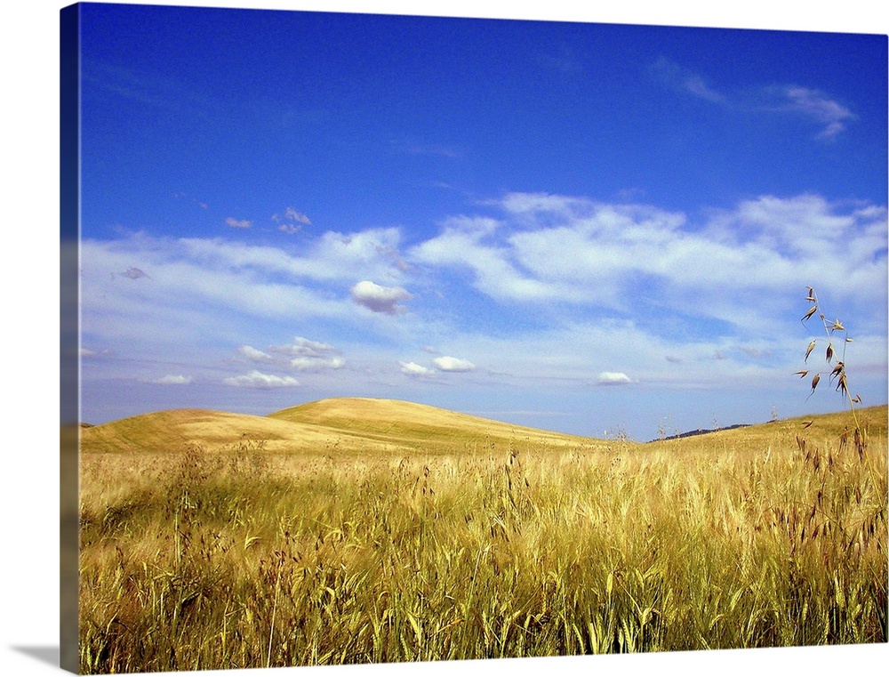 Palouse wheat and grass fields with blue sky and clouds.