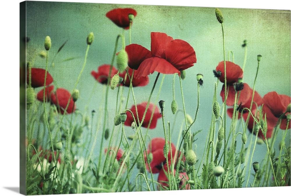 Beautiful red poppies with green-blue textured background.