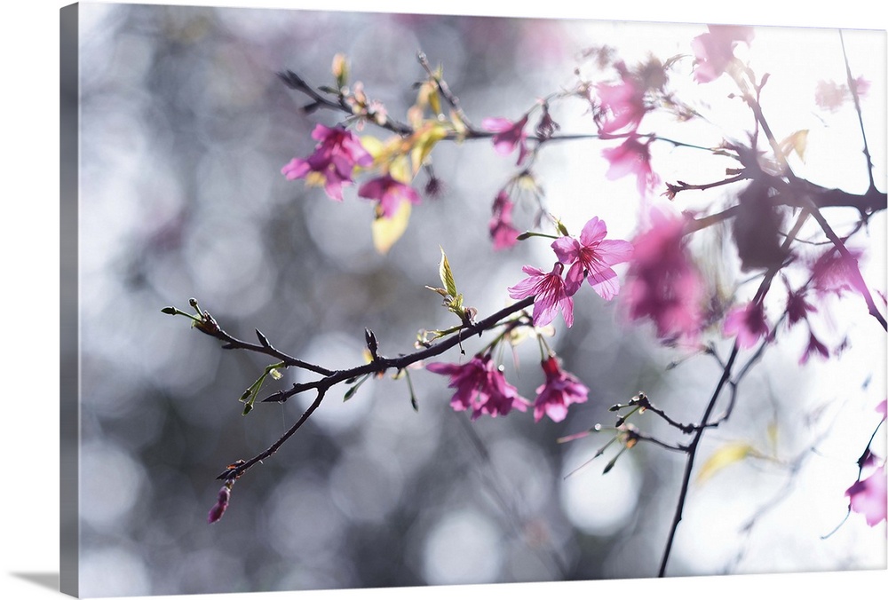 A cherry blossom is the flower of any of several trees of genus Prunus, particularly the Japanese Cherry, Prunus serrulata...