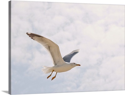 Beautiful seagull fliying in sky.