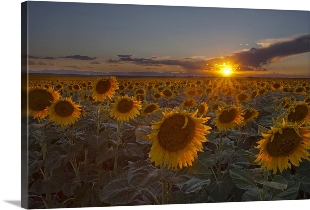 Horizontal photograph of a vast sunflower field, the sun setting on the horizon, in Colorado.