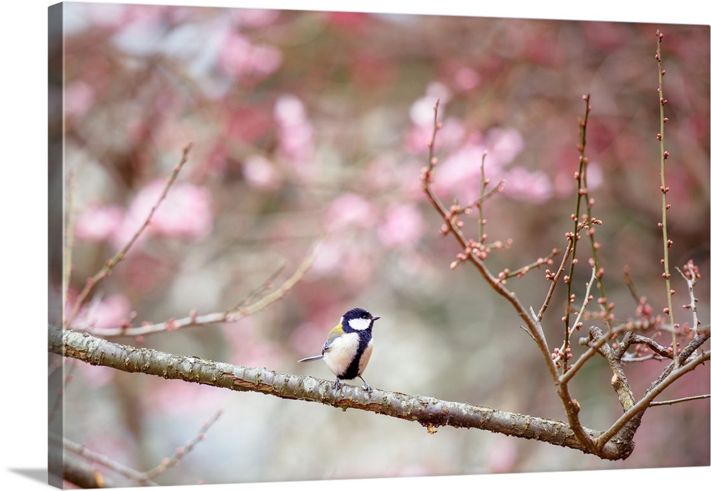 Small bird enjoys the plum blossoms in Odawara, Japan.