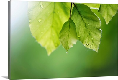 Beech leaves with raindrops