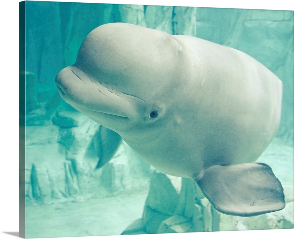 Beluga whale