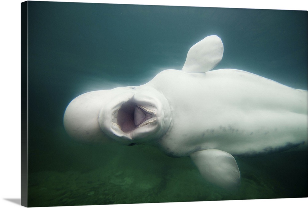 Beluga Whale (Delphinapterus leucas) swimming inside large salt water tank.