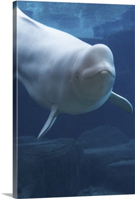 Beluga whale (Delphinapterus leucas) in aquarium, captive