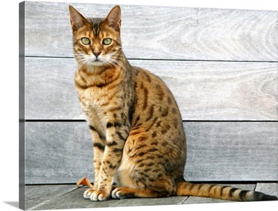 Bengal cat sitting on weathered deck.
