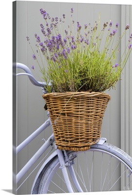 Bicycle basket planted with lavender