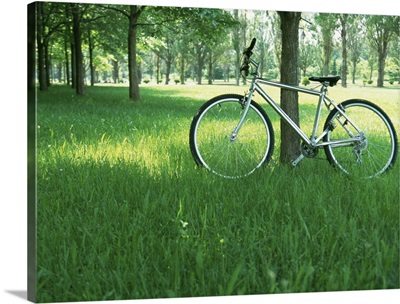 Bicycle in shade of tree