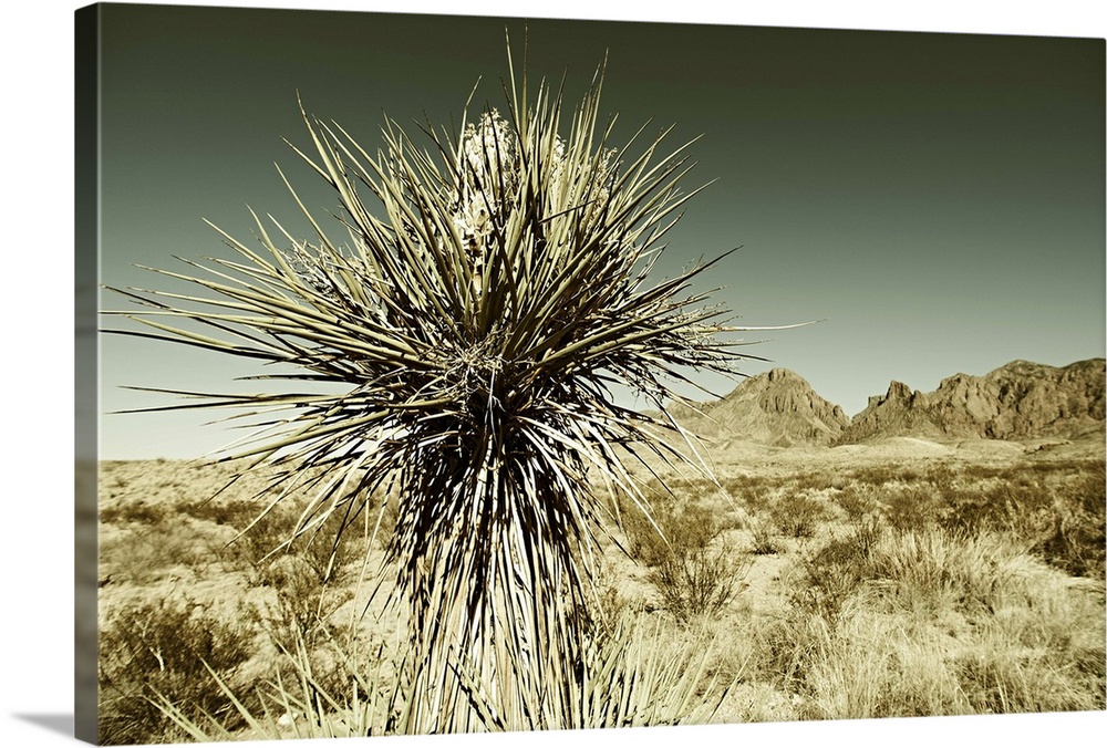 West Texas desert close to Big Bend National Park.