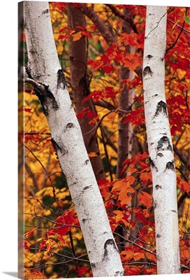 Birch And Maple Trees In Autumn
