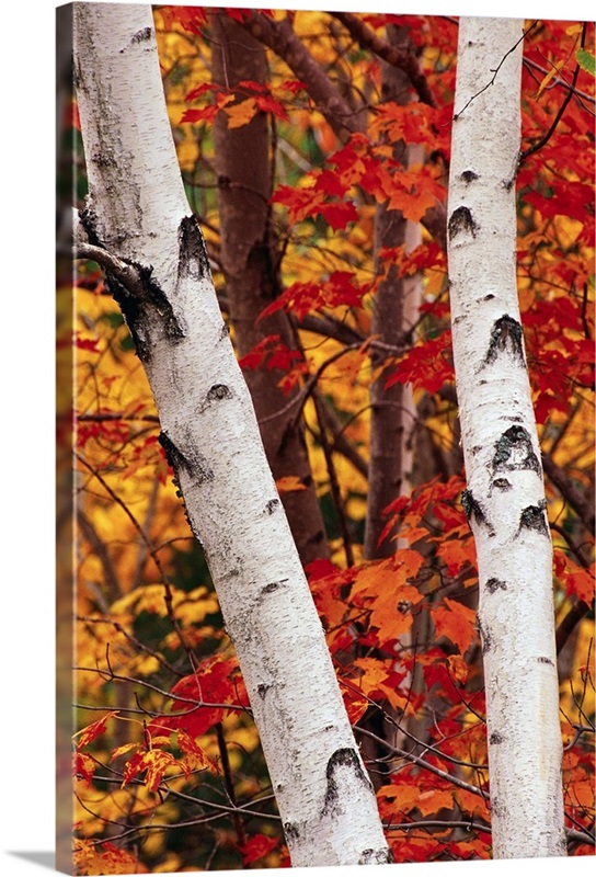 Birch And Maple Trees In Autumn | Great Big Canvas