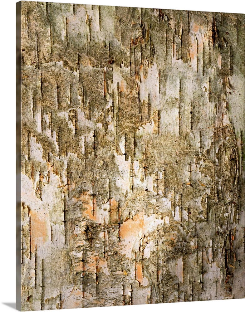 Birch Tree Bark Detail