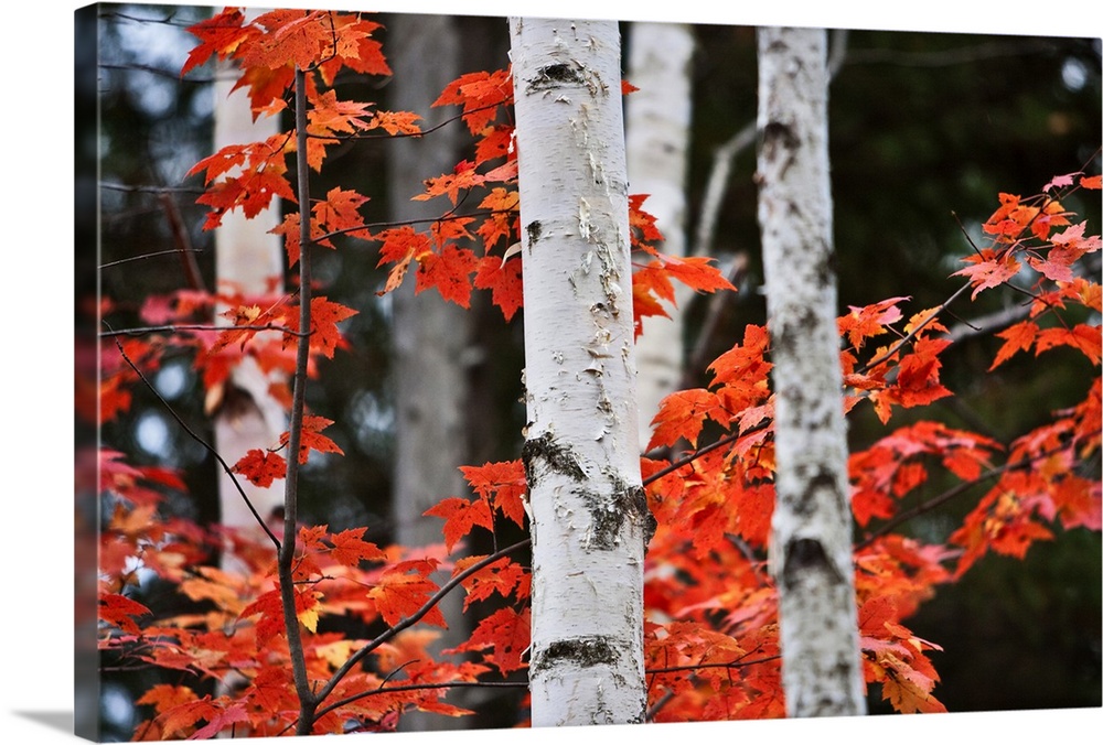 Birch trees in the woods of Maine, framed by red leaves from a Maple tree in full Fall colors.
