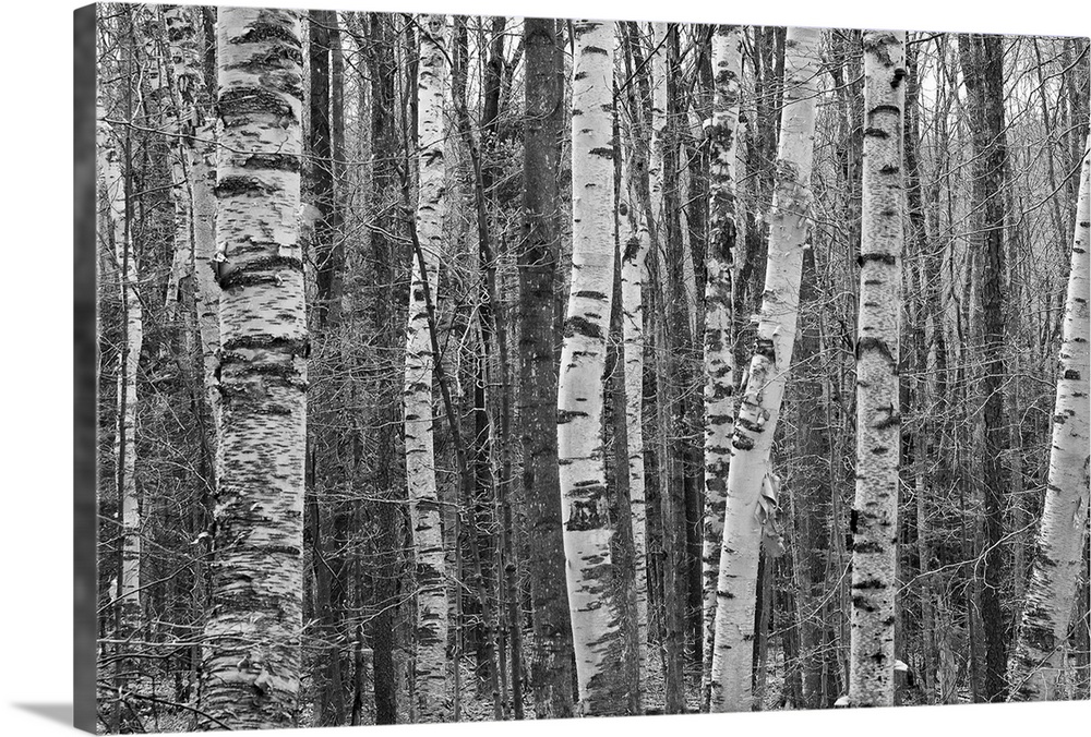 Monochromatic rows of birch trees close together on Savoy Mountain in Massachusetts.