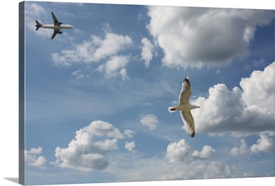 Bird and air plane fly together against clouds in sky, New York.