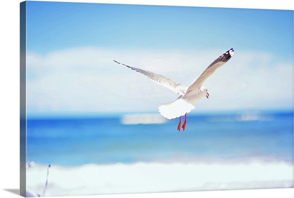 Bird flying in beach.