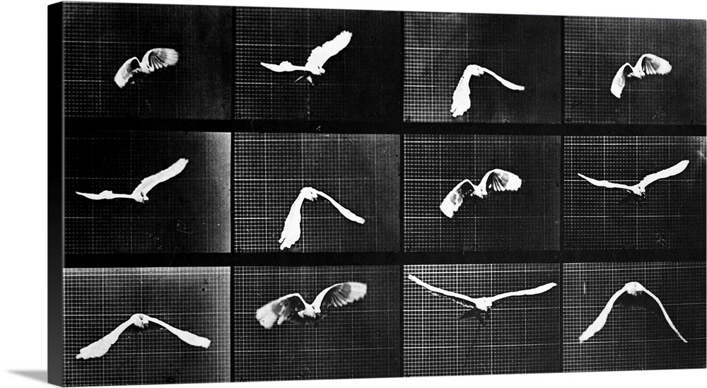 A bird flies in a series of photographs depicting motion.