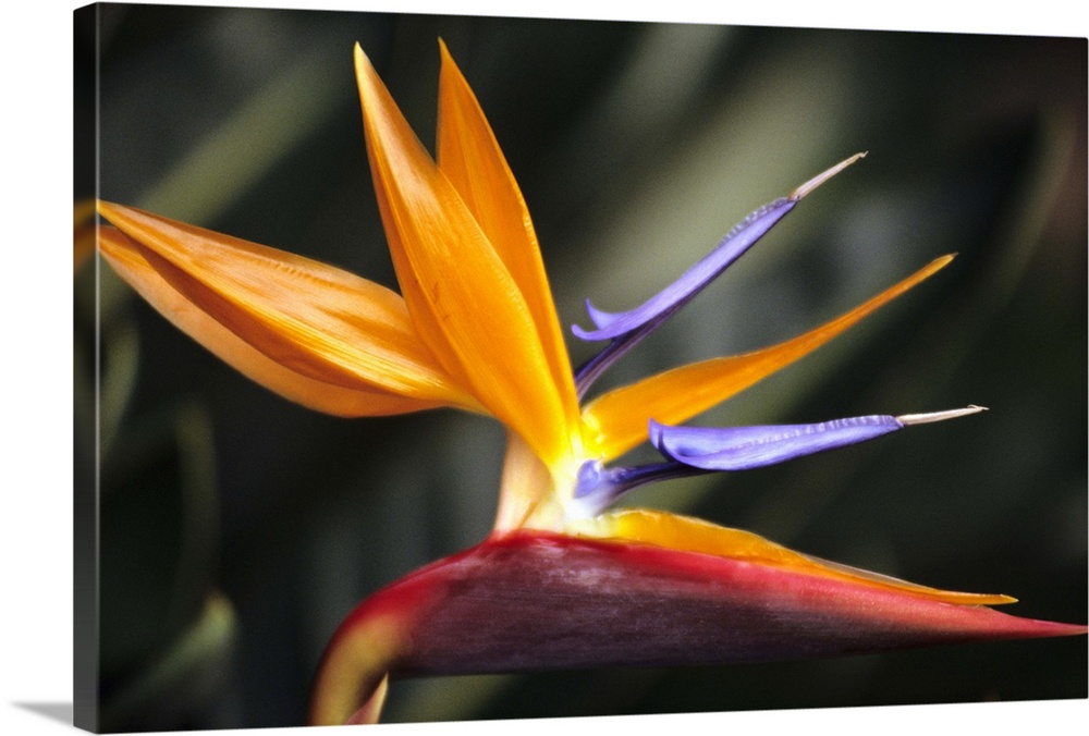 Close-up side view of single Bird of Paradise (Strelitzia reginae) flower on plant.