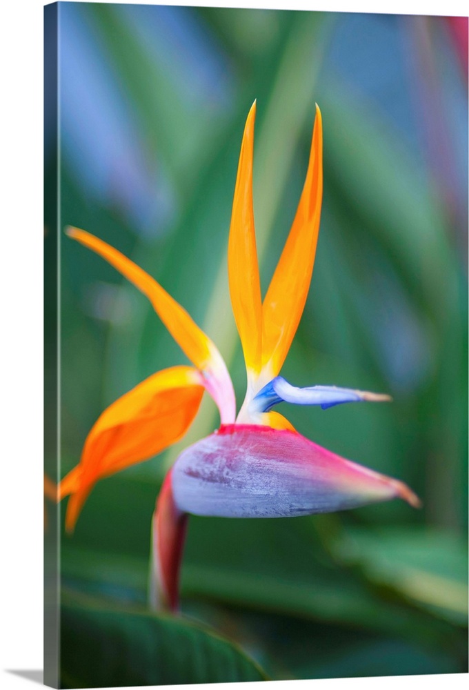 Bird-Of-Paradise Flower On Maui